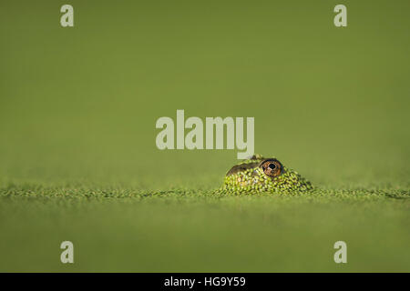 Ein kleiner Frosch tauchte durch die hellen grünen Wasserlinsen, seine großen Augen zu offenbaren. Stockfoto