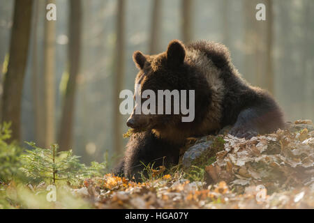 Europäischer Braunbär / Europaeischer Braunbaer (Ursus Arctos) auf dem Boden eines natürlichen Waldes beobachten, sieht lustig aus. Stockfoto