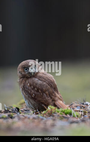 Eisenhaltige Pygmy Eule (Glaucidium Brasilianum), sitzen auf dem Boden, Rückseite Blick wacht über seine Schulter. Stockfoto