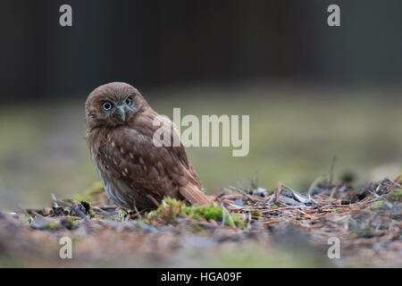 Eisenhaltige Pygmy Eule (Glaucidium Brasilianum), sitzen auf dem Boden, Rückseite Blick wacht über seine Schulter. Stockfoto