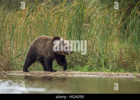 Europäischer Braunbär / Europaeischer Braunbaer (Ursus Arctos), jungen Cub, zu Fuß entlang der Flussufer vor grünen Schilf. Stockfoto