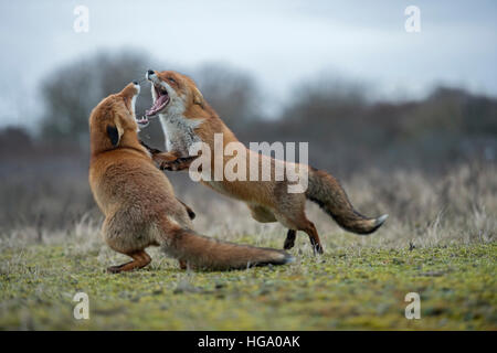 Rotfüchse (Vulpes Vulpes) in aggressiven Kampf, kämpfen, offen beißen einander, weit backen, einander, während der Brunft angreifen. Stockfoto