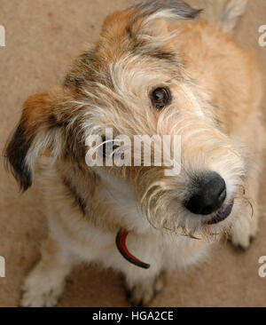 Nahaufnahme von niedlichen Hund blickte zu Kamera Stockfoto