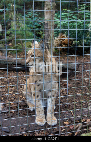 Carpathian Lynx Lynx Lynx Carpathia hinter Gittern Käfig im zoo Stockfoto