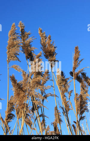 Gemeinsamen Schilf Phragmites Australis Saatgut-Kopf im Winter vor einem blauen Himmel Stockfoto