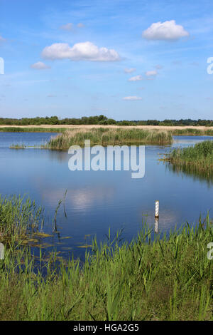 Blick über See und Schilfbeetes Strumpshaw Fen RSPB Reserve, Norfolk, Großbritannien Stockfoto