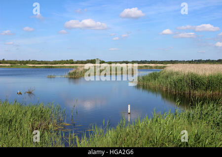 Blick über See und Schilfbeetes Strumpshaw Fen RSPB Reserve, Norfolk, Großbritannien Stockfoto