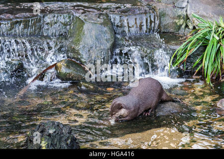 Asiatische kleine krallte Otter (Aonyx Cinerea Sy Amblonyx Cinereus) Stockfoto