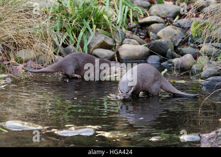 Asiatische kleine krallte Otter (Aonyx Cinerea Sy Amblonyx Cinereus) Stockfoto