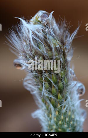 Echinopsis eyriesii Kaktus blühen mit Wassertröpfchen darauf. Stockfoto