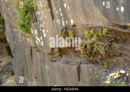 Rustyback Farn, Asplenium Ceterach wächst auf Felsen Stockfoto