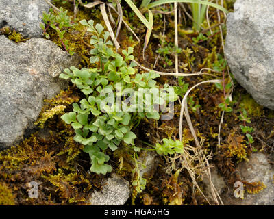 Wand-Rue, Asplenium Ruta-Muraria auf Felsen Stockfoto