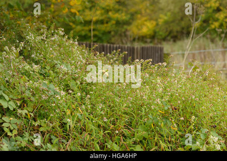 Narrow-leaved-Bergaster, Aster lanceolatus Stockfoto