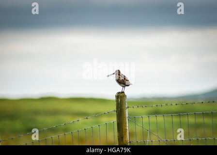 Ein Sommer-Abend-Bild der eine einsame Schnepfen Gallinago Gallinago, stehend auf einem Zaunpfahl auf der Insel Tiree, Schottland Stockfoto