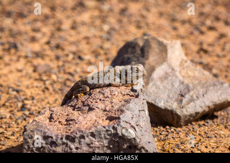 Leguan in der Wüste Hamada auf dem südwestlichen Teil der Sahara-Wüste in der Nähe von Merzouga, Marokko. Stockfoto