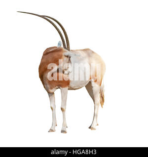 Krummsäbel Oryx oder Ory Dammah Pflege isoliert auf weißem Hintergrund ausschneiden.