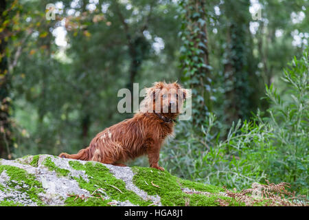 Verlorene oder verlassenen kleiner Hund im Winter auf einen Wald. Stockfoto