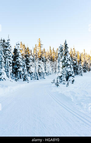 Präparierte leer Langlaufloipe im Schnee bedeckt immergrüner Bergwald an einem sonnigen Tag mit strahlend blauen Himmel Stockfoto