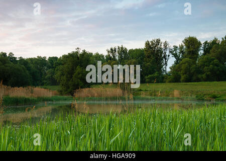 Schönau, untere Lobau, Nationalpark Danube-Auen, Donau, Niederösterreich, Österreich Stockfoto