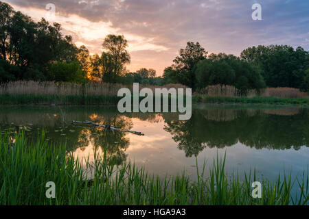 Schönau, untere Lobau, Nationalpark Danube-Auen, Donau, Niederösterreich, Österreich Stockfoto