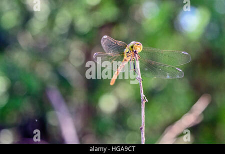 Gelbe Libelle stehen an der Grenze des Gartens. Stockfoto