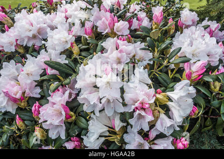 Ein Macr Schuss von einem weiß-rosa Rhododendron-Busch. Stockfoto