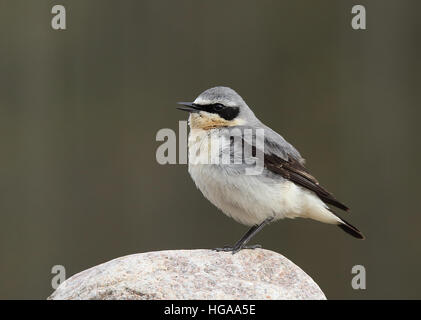 Nördliches Ährchen, Oenanthe oenanthe auf Stein stehend Stockfoto