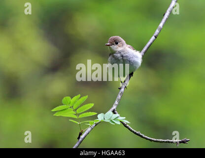 Junger Rotreiher-Fliegenfänger (Ficedula parva), der im Rowan-Baum sitzt Stockfoto