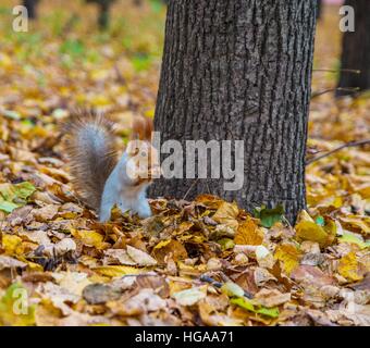wilde Eichhörnchen im Wald frisst Eicheln Stockfoto