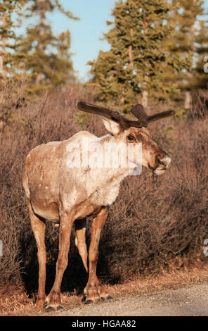 Bull Caribou im Frühjahr, Denali-Nationalpark, Alaska Stockfoto