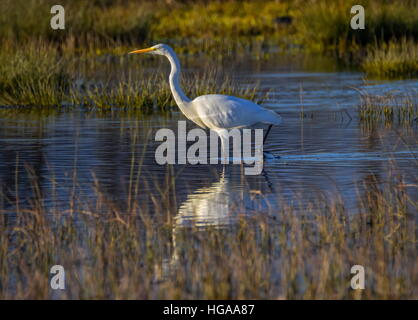 Große, gemeinsame oder große Reiher, Ardea Alba, zu Fuß in einem Teich auf der Suche nach Nahrung Stockfoto