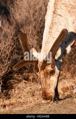 Bull Caribou im Frühjahr, Denali-Nationalpark, Alaska Stockfoto