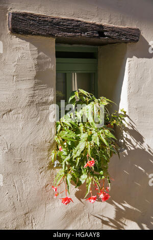 Doppelte Blüte Tuberöse Begonien (Hanging Basket, Pendel) in einem Topf auf der Fensterbank. Blühende Tuberöse Korb Begonie mit rosa gefüllten Blüten und Stockfoto