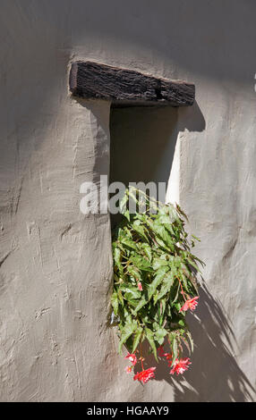 Doppelte Blüte Tuberöse Begonien (Hanging Basket, Pendel) in einem Topf auf der Fensterbank. Blühende Tuberöse Korb Begonie mit rosa gefüllten Blüten und Stockfoto