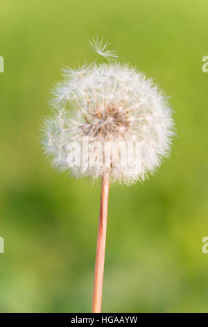 Gemeinsamen Löwenzahn (Taraxacum Sect. Ruderalia), Blütenstand Stockfoto