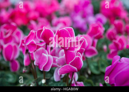 Winter Blumen Alpenveilchen im Gewächshaus Closeup, Cyclamen ist eine Gattung von 23 Arten von blühenden Stauden. Stockfoto