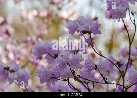 Blüte rosa Rhododendron und Azaleen Blüte im Frühjahr Botanischer Garten Closeup. Stockfoto