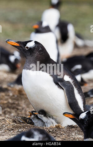 Gentoo Penguin Seelöwe Insel in den Falkland-Inseln Stockfoto
