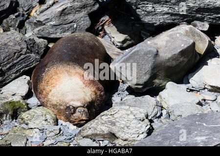 Männliche Südliche Seelöwen auf Seelöwe Insel in den Falkland-Inseln Stockfoto