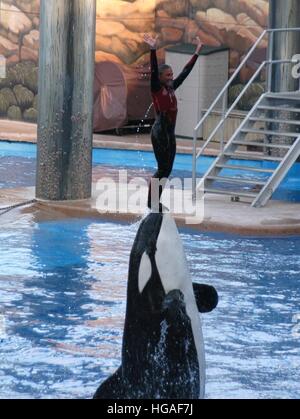 Datei. 7. Januar 2017. Susanne, Orca, die einen Trainer in SeaWorld Orlando 2010 getötet gestorben ist, haben seine Besitzer angekündigt. Er war schätzungsweise 36 Jahre alt und wurde in den Gewässern vor Island geboren. Susanne wurde in dem Dokumentarfilm Blackfish, vorgestellten Parks kritisiert, die Orcas in Gefangenschaft zu halten. Trainerin Dawn Brancheau starb, nachdem Susanne sie unter Wasser an den Haaren zerrte und immer wieder schlug sie, die Untersuchung des Todes entschieden, dass sie an starb Ertrinkenden und traumatischen Verletzungen. Bild: SeaWorld Trainer DAWN BRANCHEAU mit einem Killer-Wal während einer Show in führt oder Stockfoto