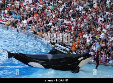 Datei. 7. Januar 2017. Susanne, Orca, die einen Trainer in SeaWorld Orlando 2010 getötet gestorben ist, haben seine Besitzer angekündigt. Er war schätzungsweise 36 Jahre alt und wurde in den Gewässern vor Island geboren. Susanne wurde in dem Dokumentarfilm Blackfish, vorgestellten Parks kritisiert, die Orcas in Gefangenschaft zu halten. Trainerin Dawn Brancheau starb, nachdem Susanne sie unter Wasser an den Haaren zerrte und immer wieder schlug sie, die Untersuchung des Todes entschieden, dass sie an starb Ertrinkenden und traumatischen Verletzungen. Bild: SeaWorld Trainer DAWN BRANCHEAU mit einem Killer-Wal während einer Show in führt oder Stockfoto