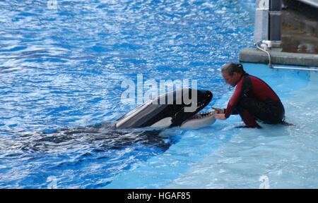 Datei. 7. Januar 2017. Susanne, Orca, die einen Trainer in SeaWorld Orlando 2010 getötet gestorben ist, haben seine Besitzer angekündigt. Er war schätzungsweise 36 Jahre alt und wurde in den Gewässern vor Island geboren. Susanne wurde in dem Dokumentarfilm Blackfish, vorgestellten Parks kritisiert, die Orcas in Gefangenschaft zu halten. Trainerin Dawn Brancheau starb, nachdem Susanne sie unter Wasser an den Haaren zerrte und immer wieder schlug sie, die Untersuchung des Todes entschieden, dass sie an starb Ertrinkenden und traumatischen Verletzungen. Bild: SeaWorld Trainer DAWN BRANCHEAU mit einem Killer-Wal während einer Show in führt oder Stockfoto