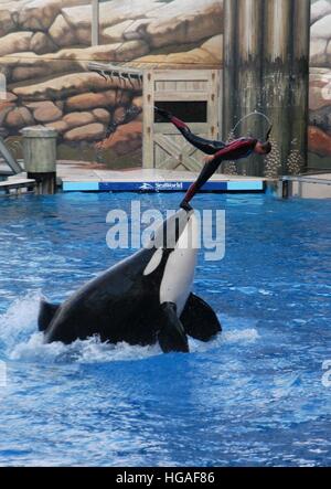 Datei. 7. Januar 2017. Susanne, Orca, die einen Trainer in SeaWorld Orlando 2010 getötet gestorben ist, haben seine Besitzer angekündigt. Er war schätzungsweise 36 Jahre alt und wurde in den Gewässern vor Island geboren. Susanne wurde in dem Dokumentarfilm Blackfish, vorgestellten Parks kritisiert, die Orcas in Gefangenschaft zu halten. Trainerin Dawn Brancheau starb, nachdem Susanne sie unter Wasser an den Haaren zerrte und immer wieder schlug sie, die Untersuchung des Todes entschieden, dass sie an starb Ertrinkenden und traumatischen Verletzungen. Bild: SeaWorld Trainer DAWN BRANCHEAU mit einem Killer-Wal während einer Show in führt oder Stockfoto