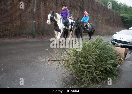 Wimbledon London, UK. 7. Januar 2017. Alte Weihnachtsbäume warten erfasst die festliche Zeit nach, wie viele Räte im UK Kampf zu bewältigen mit der riesigen Menge von recycling-Wohn-und sich weigern, die Gutschrift generiert werden: Amer Ghazzal/Alamy Live-Nachrichten Stockfoto