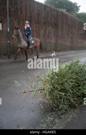 Wimbledon London, UK. 7. Januar 2017. Alte Weihnachtsbäume warten erfasst die festliche Zeit nach, wie viele Räte im UK Kampf zu bewältigen mit der riesigen Menge von recycling-Wohn-und sich weigern, die Gutschrift generiert werden: Amer Ghazzal/Alamy Live-Nachrichten Stockfoto