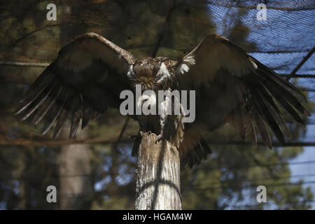 Lalitpur, Nepal. 7. Januar 2017. Ein Schwarzmilan Vogel breitet seine Flügel auf einem Baum im zentralen Zoo in Lalitpur, Nepal am Samstag, 7. Januar 2017. Die Art ist in Europa, Asien, Afrika und Australien gefunden. © Skanda Gautam/ZUMA Draht/Alamy Live-Nachrichten Stockfoto