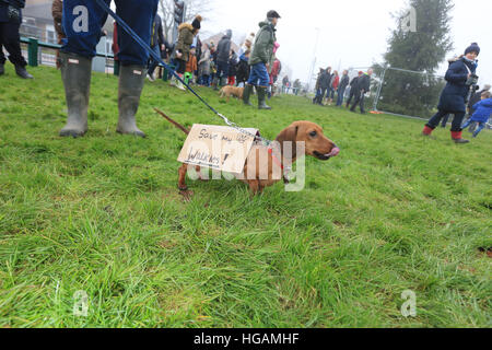 Rochdale, Lancashire, UK. 7. Januar 2017. Ein Dackel Hund mit einem Karton Mantel drüber ist wieder die "Save meine Gassi", liest Bamford, Rochdale, 7. Januar 2017 © Barbara Koch/Alamy Live-Nachrichten Stockfoto