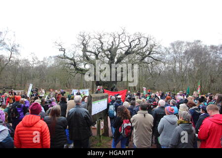 Sherwood Forest, Nottinghamshire, UK. 7. Januar 2017. Demonstranten protestieren gegen potenzielle Fracking im Sherwood Forest, Nottinghamshire nach Freunde der Erde offenbarte Chemikalien Firma ist INEOS seismische bildgebende Untersuchungen in diesem ehemaligen mittelalterliche Jagd Wald in der Nähe der legendären Major Oak (im Bild) durchzuführen. Grüne Aktivisten befürchten, dass dies auf die Suche nach Schiefergas in der legendären Heimat der heroischen Outlaw, Robin Hood führen könnte. INEOS Shale sagt es nicht Fracking im Sherwood Forest. Bildnachweis: Deborah Vernon/Alamy Live-Nachrichten Stockfoto