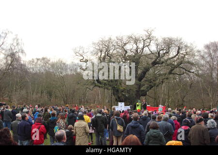 Sherwood Forest, Nottinghamshire, UK. 7. Januar 2017. Demonstranten protestieren gegen potenzielle Fracking im Sherwood Forest, Nottinghamshire nach Freunde der Erde offenbarte Chemikalien Firma ist INEOS seismische bildgebende Untersuchungen in diesem ehemaligen mittelalterliche Jagd Wald in der Nähe der legendären Major Oak (im Bild) durchzuführen. Grüne Aktivisten befürchten, dass dies auf die Suche nach Schiefergas in der legendären Heimat der heroischen Outlaw, Robin Hood führen könnte. INEOS Shale sagt es nicht Fracking im Sherwood Forest. Bildnachweis: Deborah Vernon/Alamy Live-Nachrichten Stockfoto