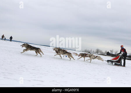 Hasselfelde, Deutschland. 7. Januar 2017. Ein Musher in Aktion mit seinen Hunden während der 17. internationalen Schlittenhunderennen im Freizeitpark Pullman City Park in der Nähe von Hasselfelde, Deutschland, 7. Januar 2017. Foto: Matthias Bein/Dpa-Zentralbild/Dpa/Alamy Live News Stockfoto